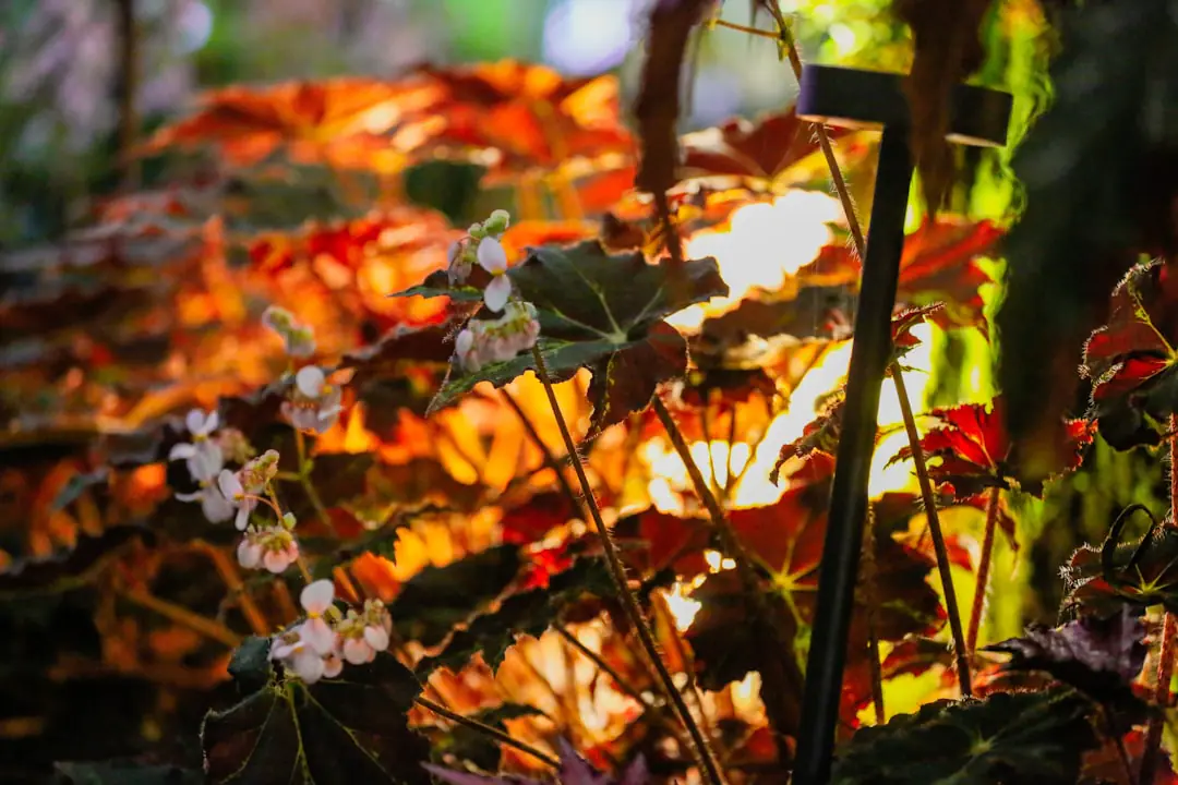 Jardin français en automne avec bulbes plantés, feuilles broyées en paillage et arbustes non taillés