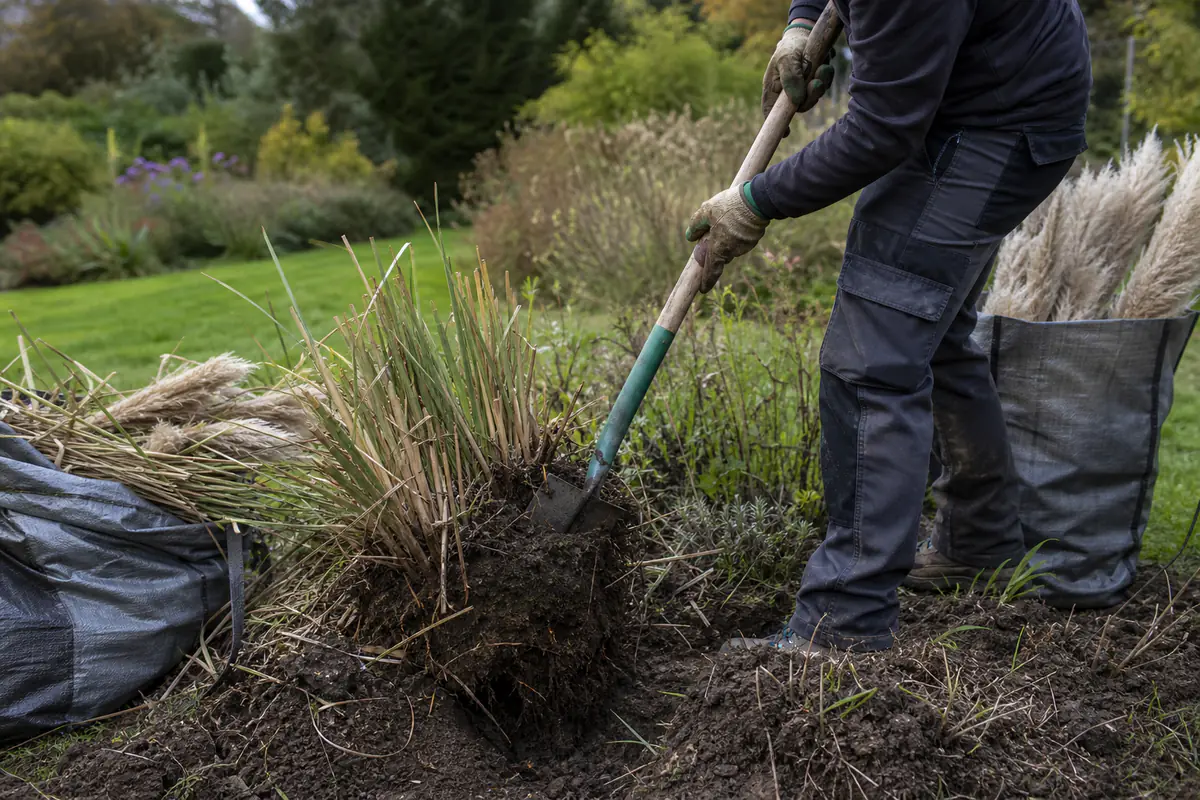 Jardinier équipé arrachant une touffe d’herbe de la pampa et ensachant les plumeaux coupés