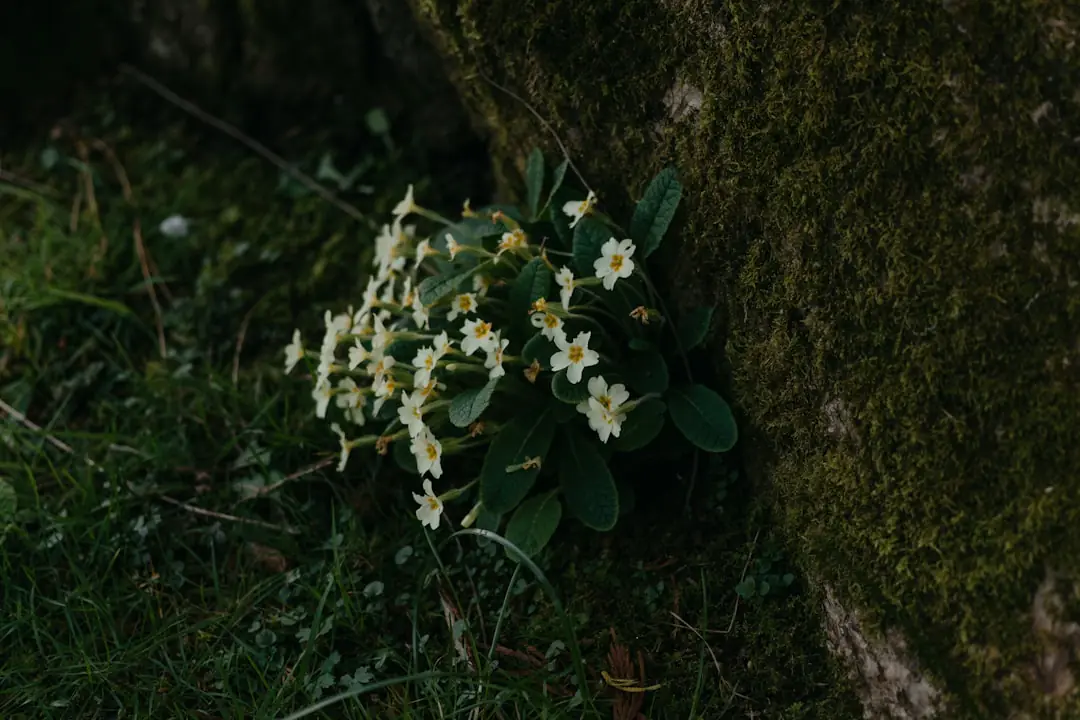 Touffe de primevères soulevée à la main, rosettes racinées séparées et prêtes à être replantées à mi-ombre
