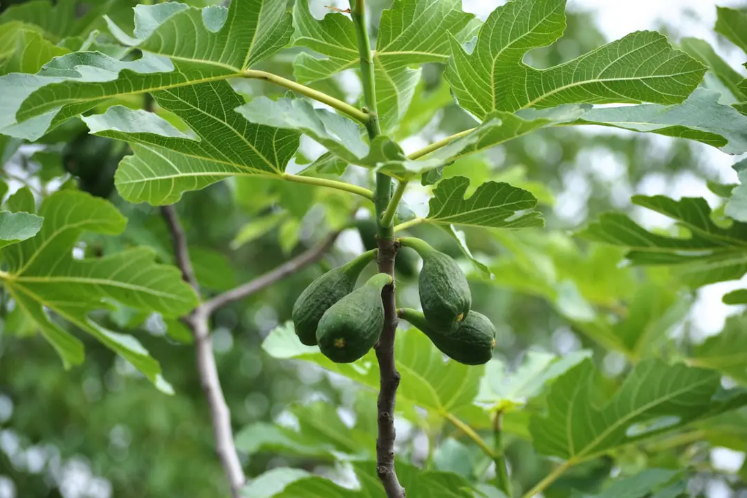 Figuier adulte chargé de figues mûres dans un jardin français ensoleillé, avec paillage organique au pied