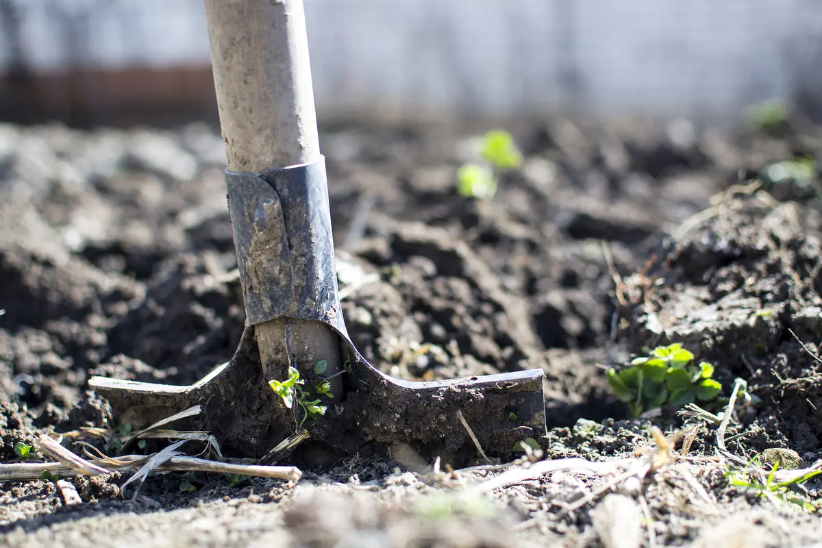 Jardinier délimitant une future plate-bande dans une pelouse avec une bêche et du compost mûr