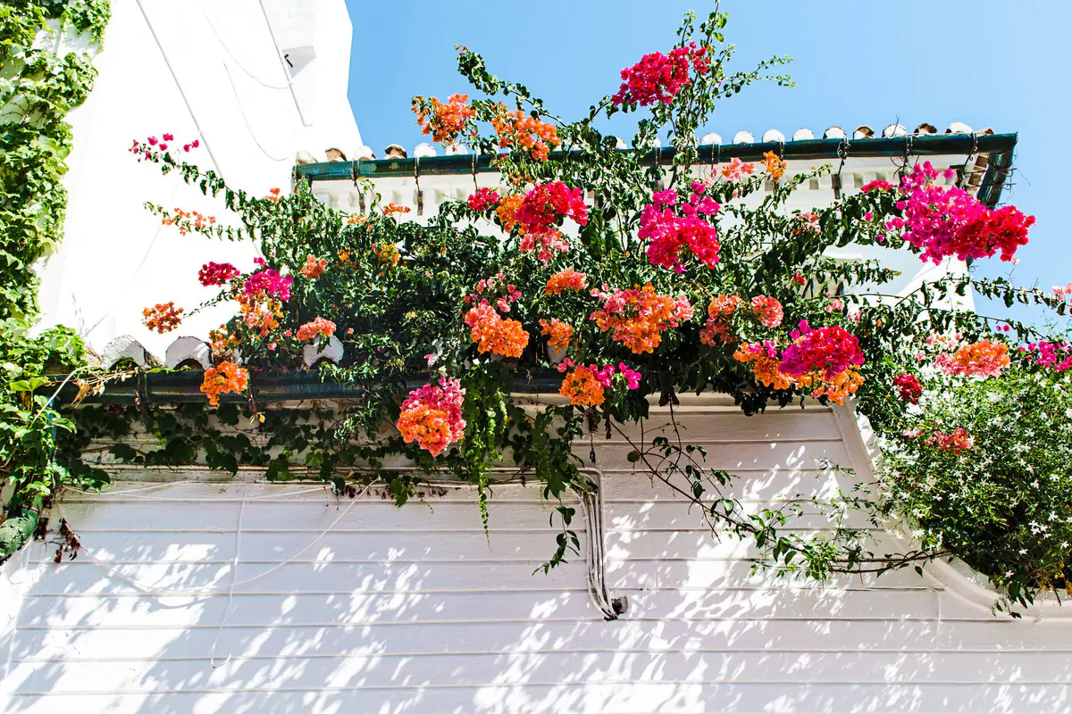 Jardinière de balcon ensoleillé associant géraniums-lierres roses, verveines violettes et feuillage argenté