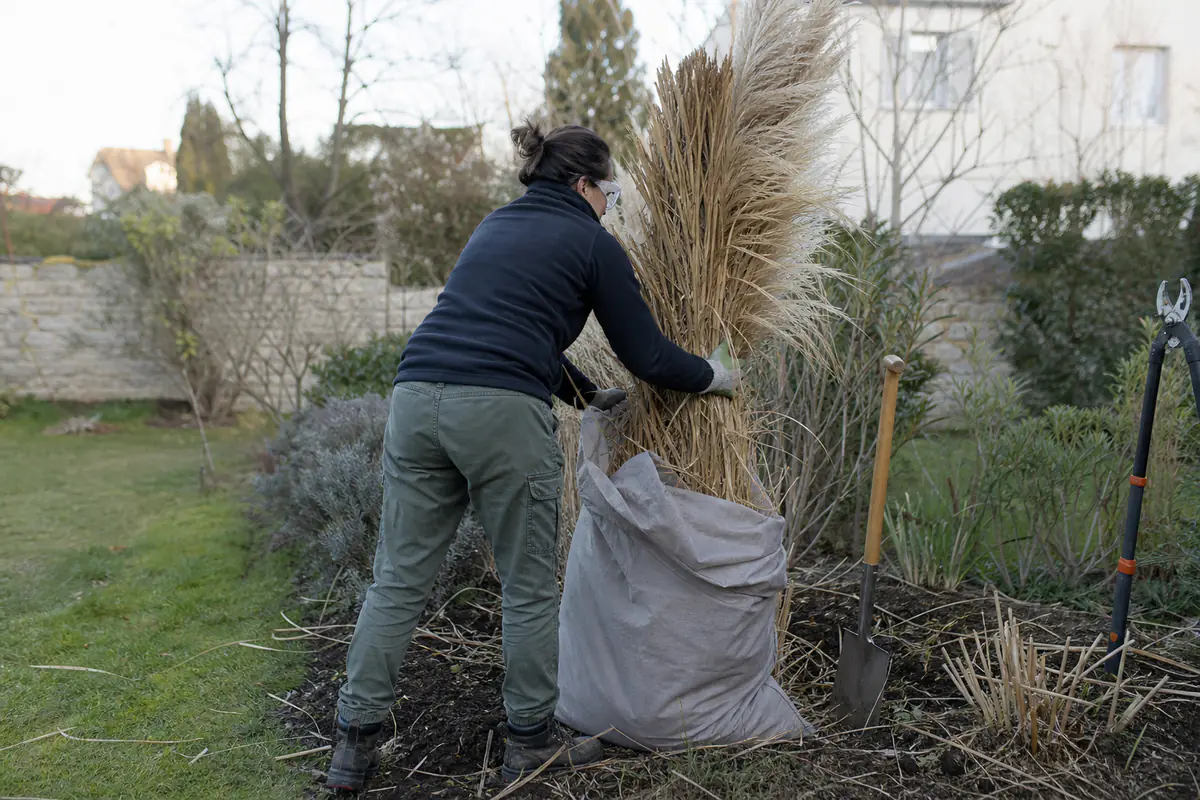 Grande touffe d’herbe de la pampa sèche dans un jardin français, plumeaux ensachés avant son retrait