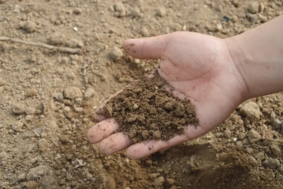 Jardinier observant une motte de terre brune dans un potager français pour identifier la texture du sol