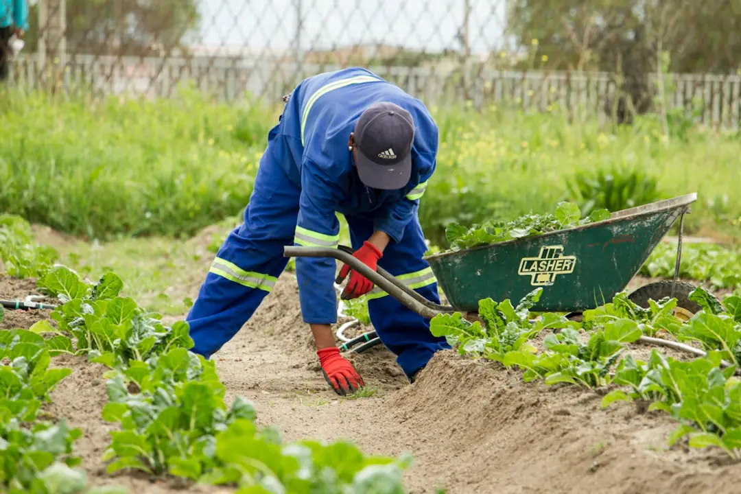 Élèves observant des godets de légumes et de fleurs, alignés sur des tables dans un jardin scolaire