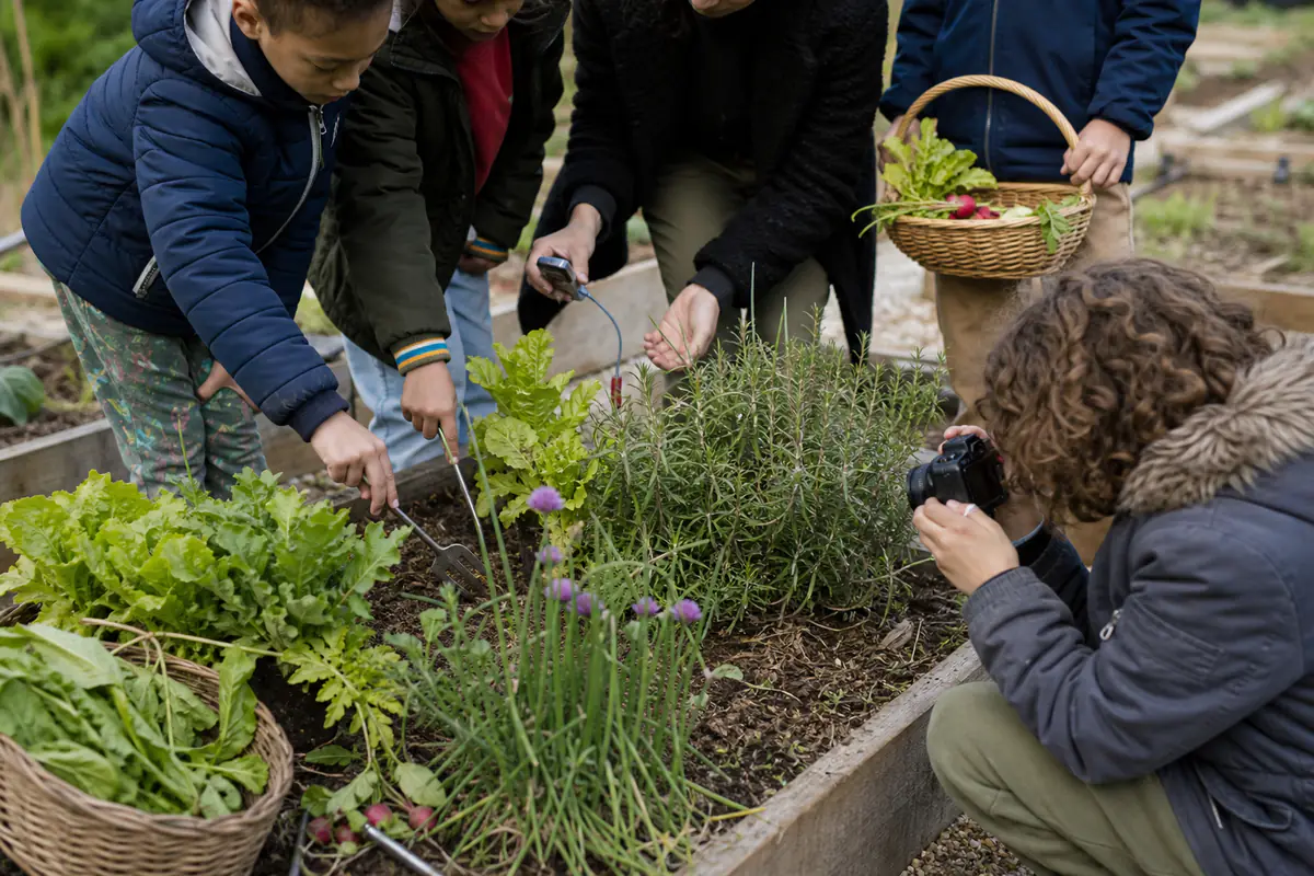 Groupe d’élèves observant des plants dans un potager et photographiant une récolte d’aromatiques