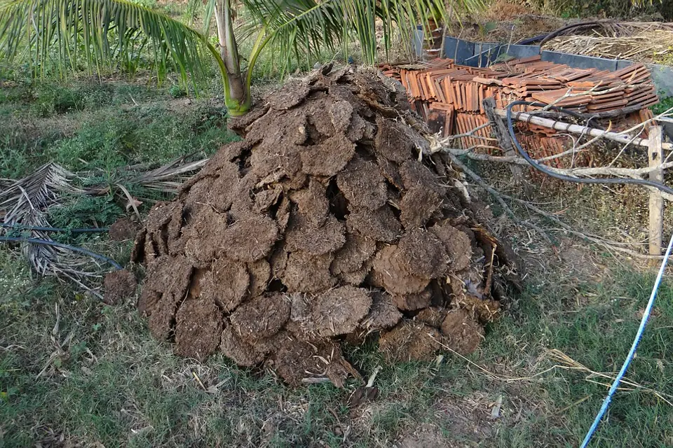 Jardinier épandant du compost mûr sur un potager français entre des rangs de légumes au printemps