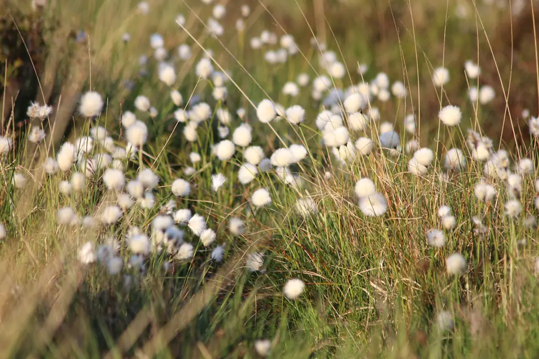 Massif ensoleillé de cosmos, soucis et capucines en fleurs entretenu par une jardinière débutante