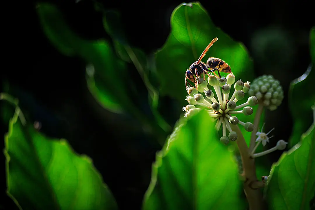 Reine de frelon asiatique près d’un abri de jardin, sans nid visible, dans un jardin français naturel