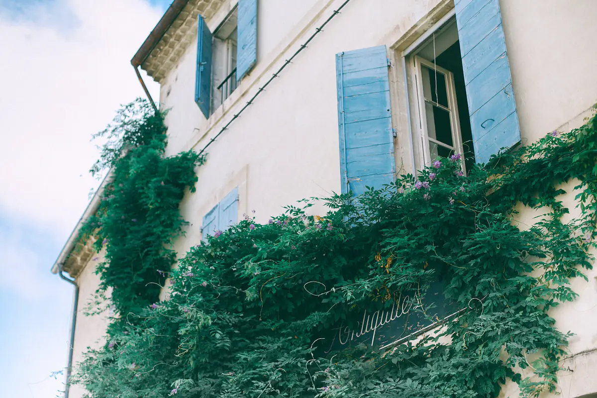 Plantes grimpantes fleuries guidées sur un treillis en bois devant une façade de jardin française ensoleillée