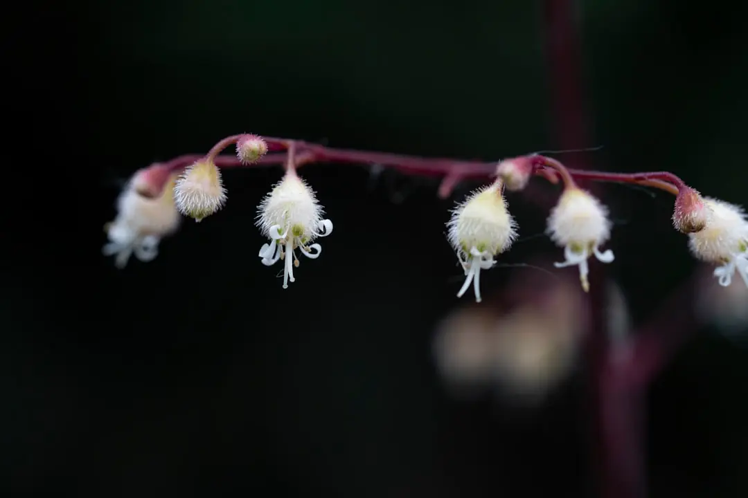 Touffe d’heuchères au feuillage pourpre et caramel sous des fougères dans un jardin ombragé français