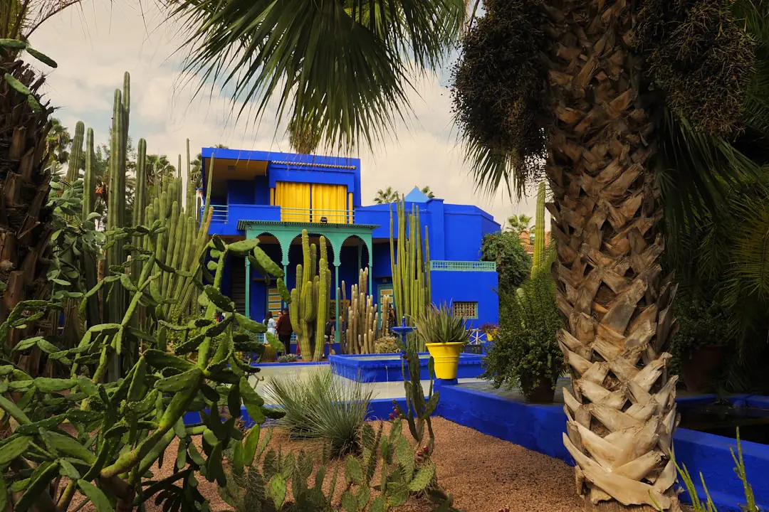 Allée du jardin Majorelle à Marrakech, murs bleu intense, feuillages de palmiers et plantes graphiques