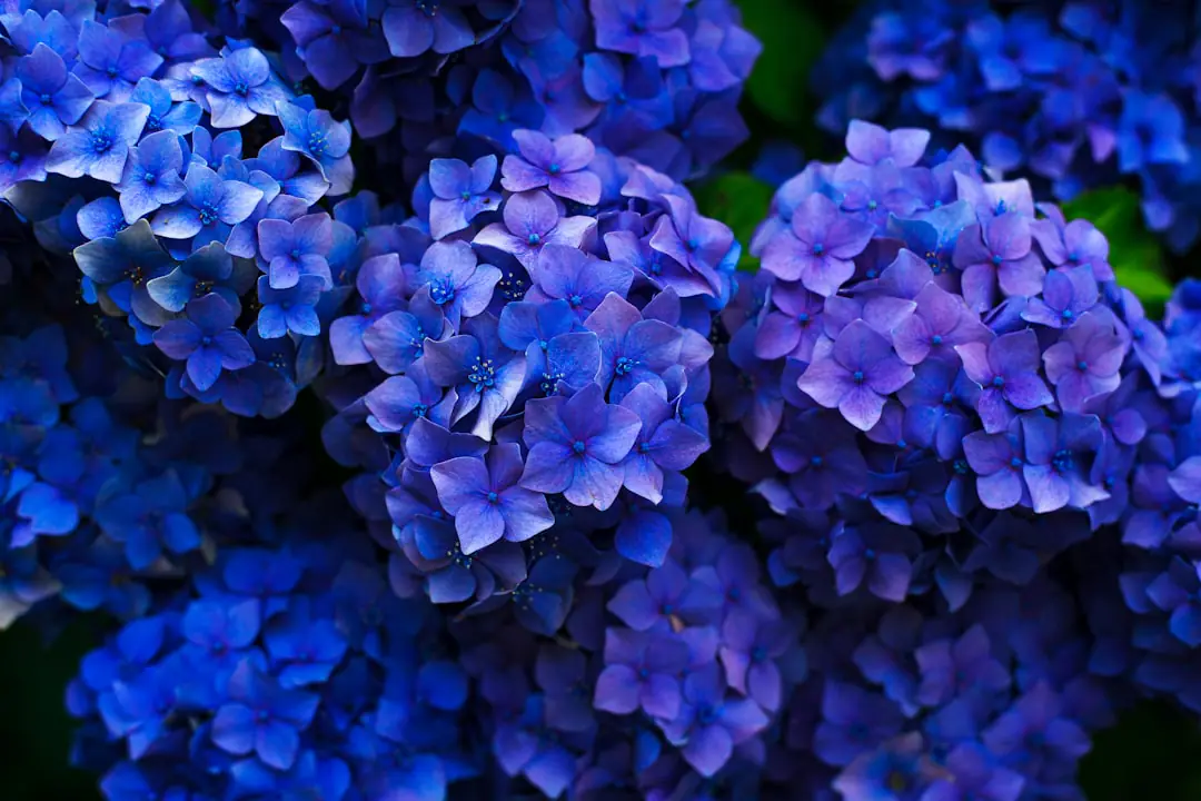 Hortensia paniculé fraîchement planté dans un massif de mi-ombre, entouré d’un paillage de feuilles broyées