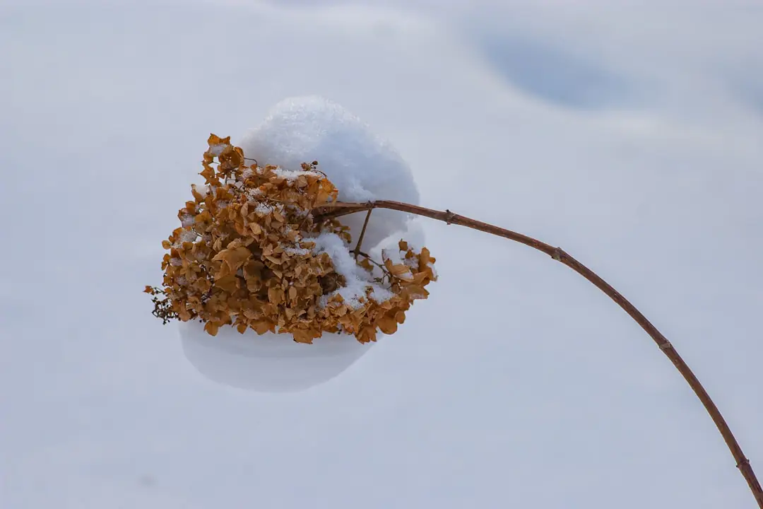 Massif d’hiver français avec hellébores, bruyères roses, perce-neige et jasmin jaune sous une légère gelée