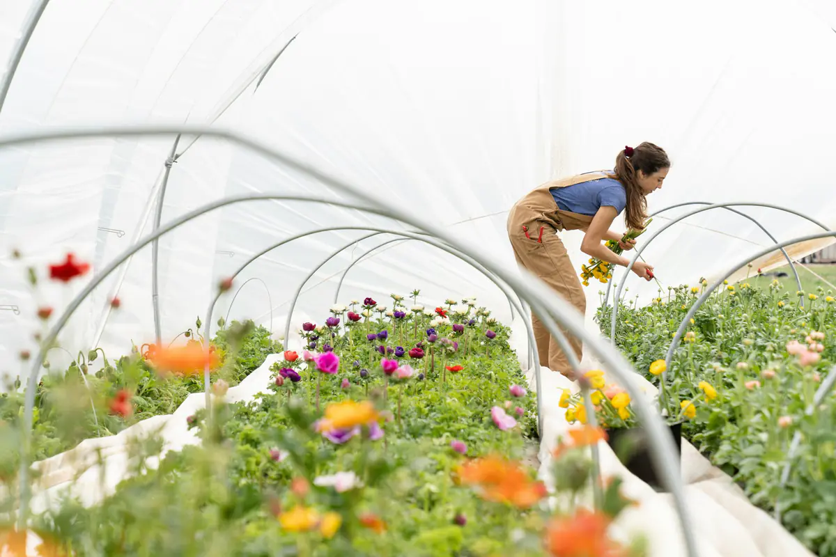 Jardinier observant des rangs de légumes paillés et des jeunes plants dans un potager familial lumineux.