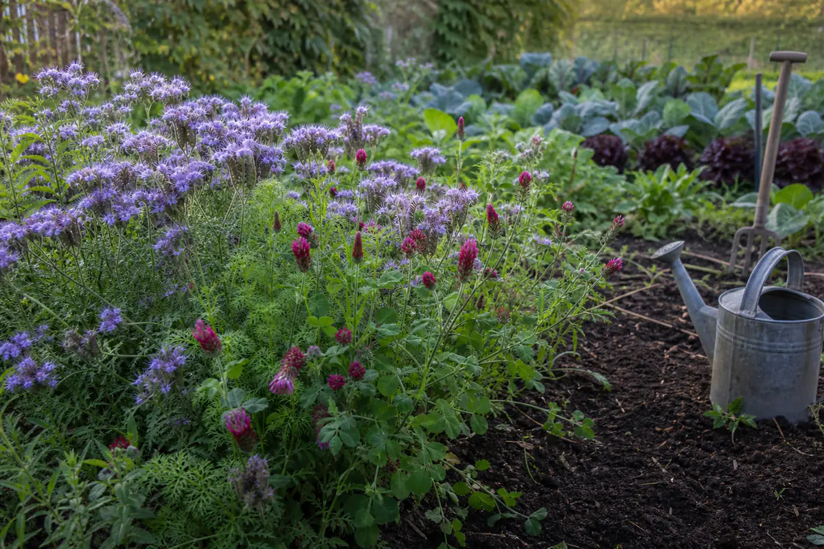 Planche de potager couverte de phacélie en fleurs et de trèfle, avec des rangs de légumes au fond.