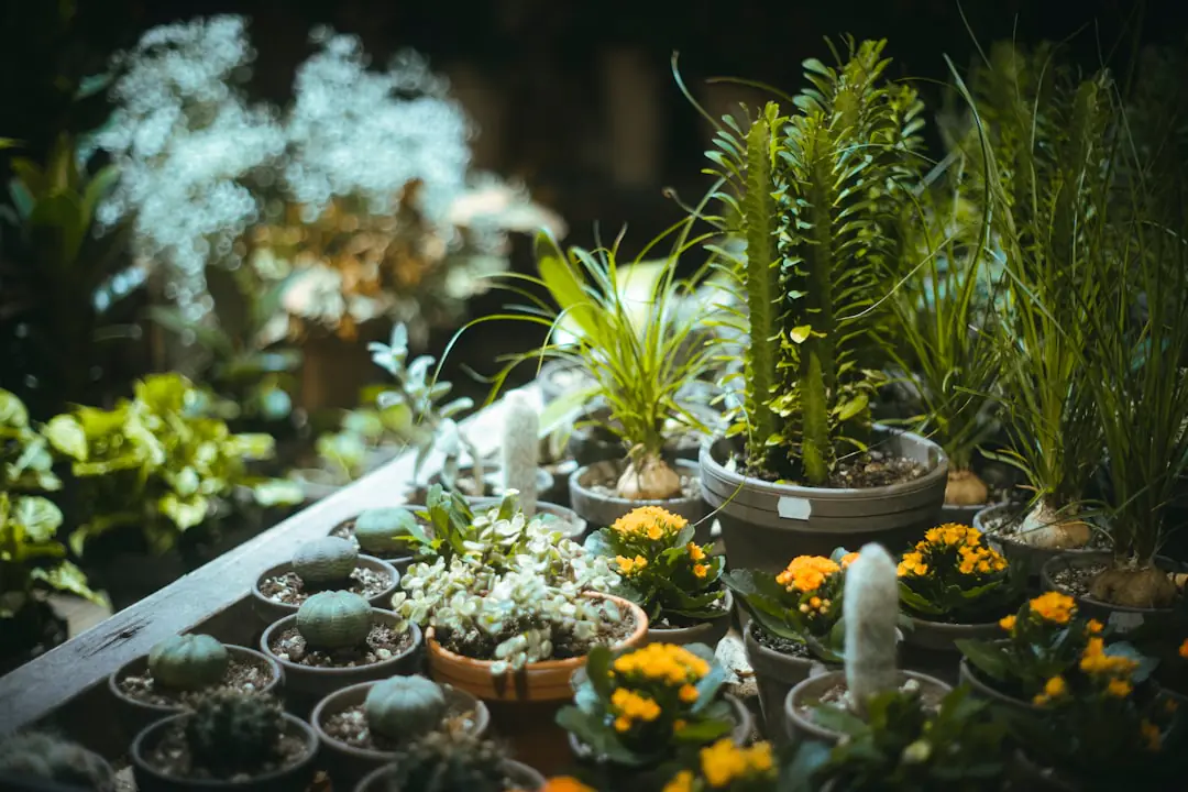 Visiteur choisissant des vivaces étiquetées sur un stand de plantes, avec cagettes et jardin fleuri