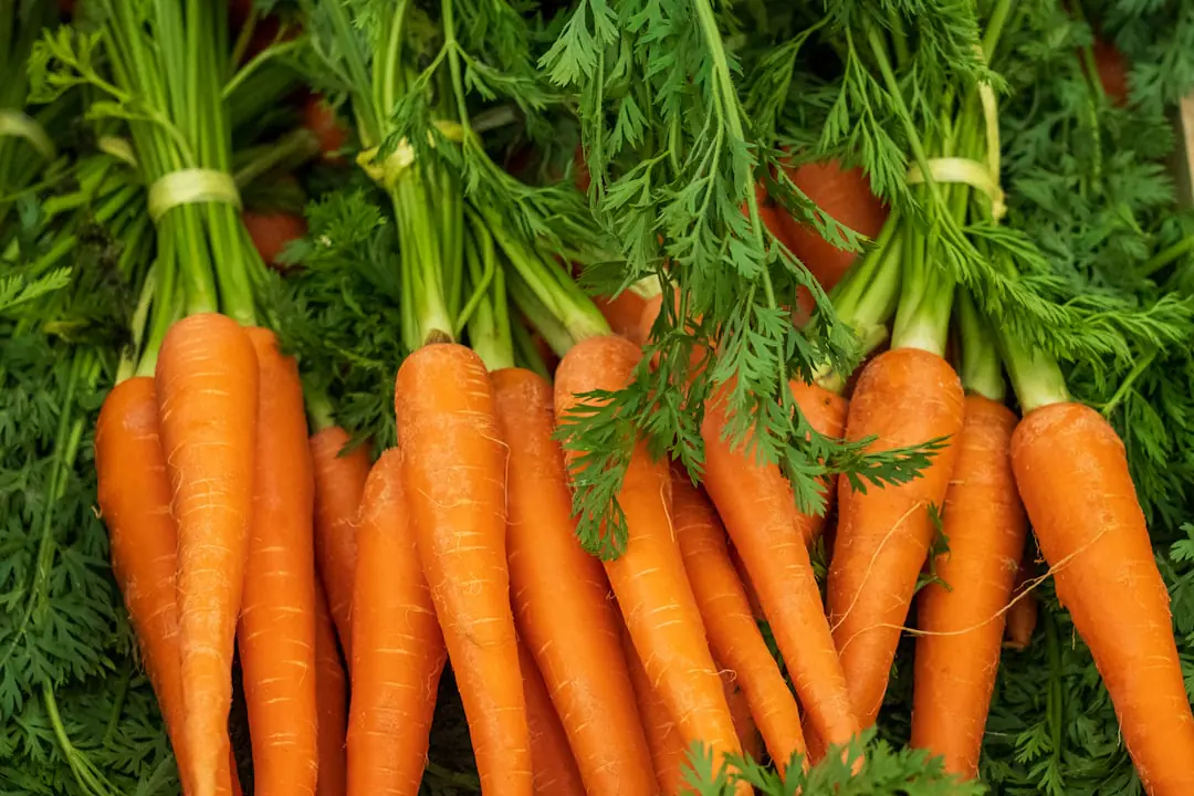Rang de carottes, betteraves, navets et pommes de terre fraîchement récoltés dans un potager français