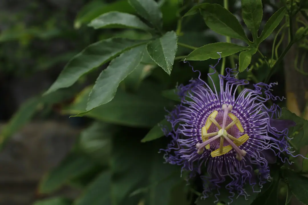 Passiflore bleue en fleurs couvrant une pergola en bois dans un jardin français lumineux et verdoyant