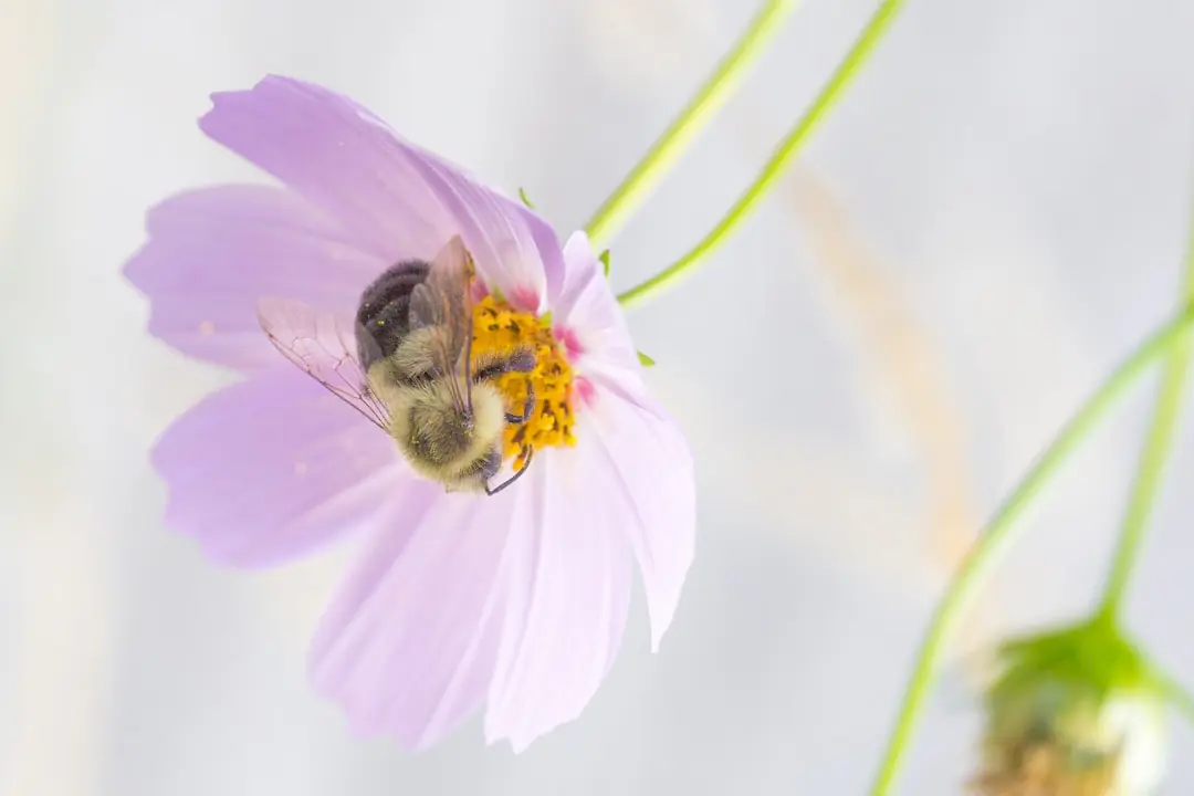 Massif ensoleillé de lavandes, népétas, asters et origan visité par des abeilles sauvages et un papillon