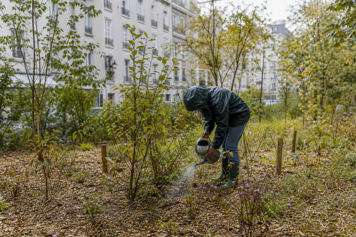 Jeunes arbres et arbustes indigènes plantés en masse dans une mini-forêt urbaine près d’immeubles