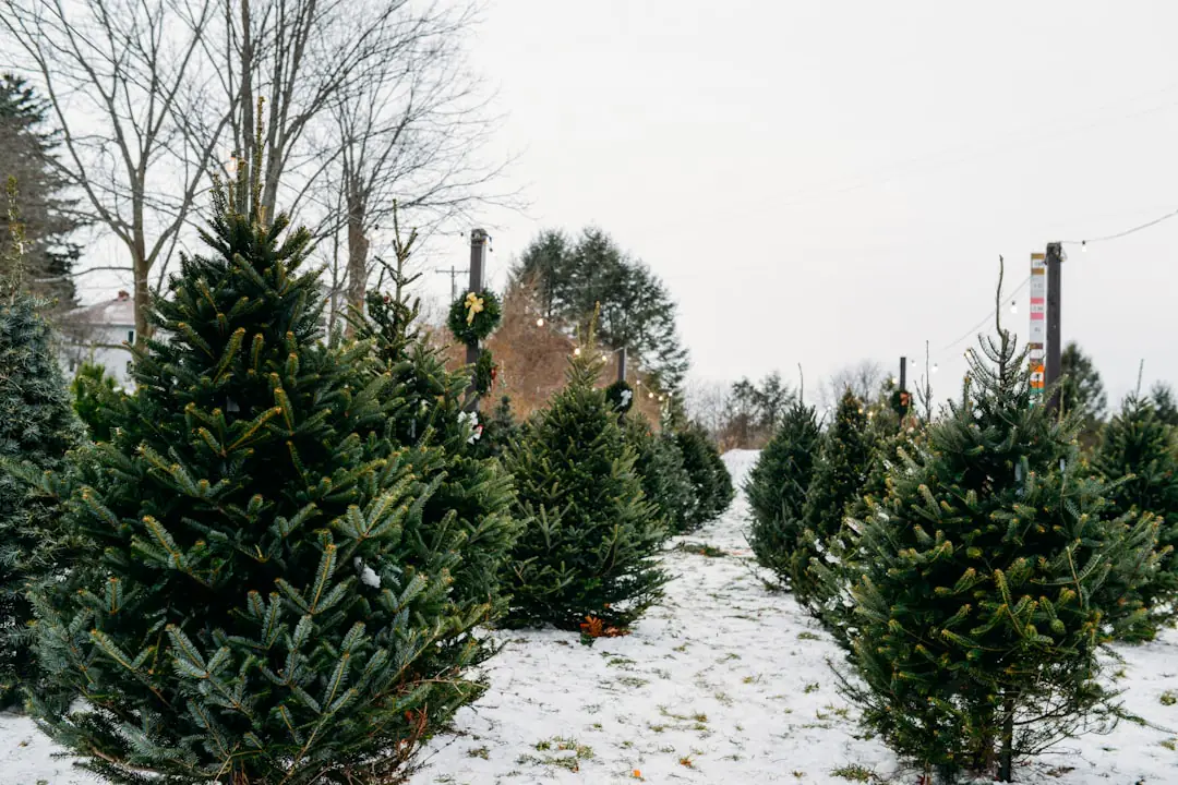 Jardinier déposant des branches de sapin de Noël naturel au pied d'un massif fleuri en hiver