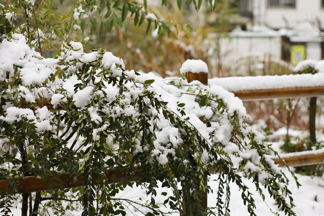 Jardinier installant un voile d’hivernage sur un arbuste en pot paillé dans un jardin français légèrement givré