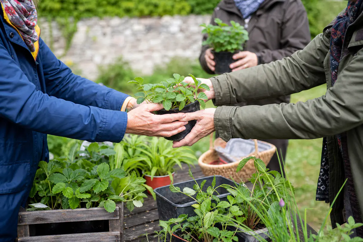 Jardiniers échangeant des godets de vivaces et d’aromatiques étiquetés sur des tables en plein air