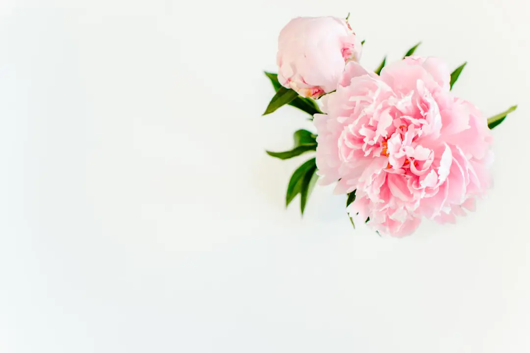 Touffe de pivoines rose pâle en pleine floraison dans un massif de jardin français ensoleillé et naturel