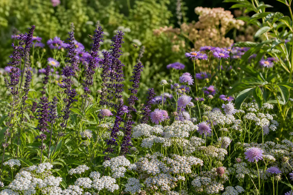 Massif fleuri de sauges, achillées et asters visité par des abeilles et des syrphes dans un jardin français.