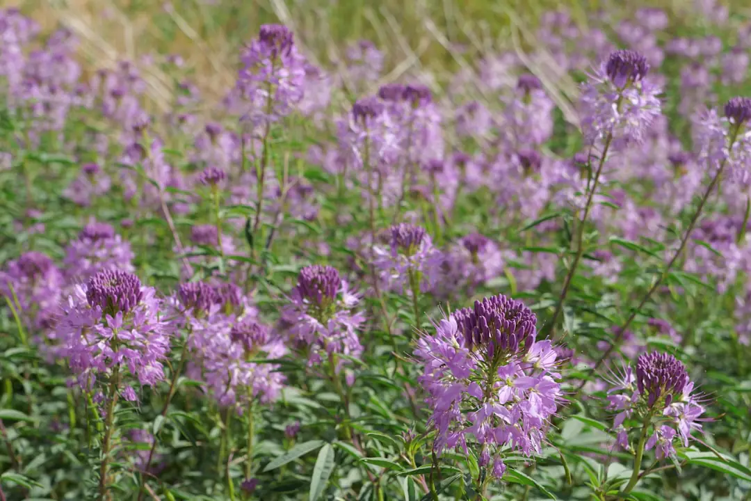 Massif d’ombre sous des feuillus mêlant violettes, bugles et lierre fleuri, fréquenté par des pollinisateurs