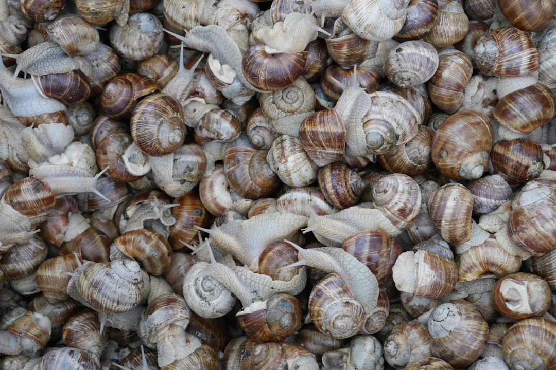Escargot sur des feuilles mortes près d’un potager, avec de jeunes laitues protégées par des collerettes