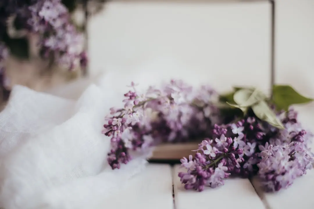 Lilas violet en fleurs planté en isolé dans un jardin français lumineux, avec paillage organique au pied