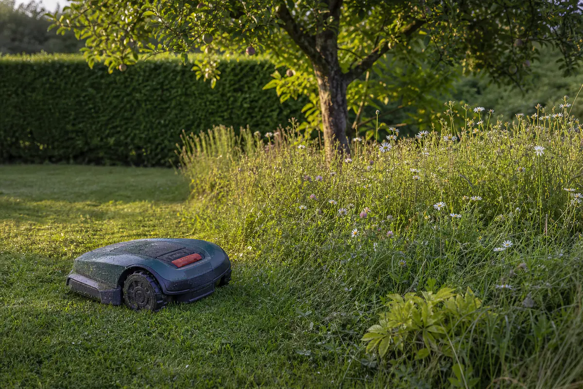 Robot tondeuse arrêté près d’une bande de fleurs sauvages dans un jardin français au soleil du matin