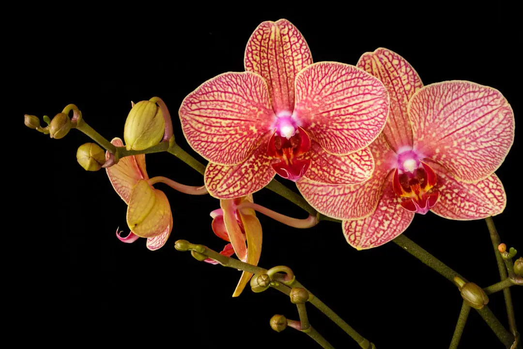 Orchidée épiphyte aux racines aériennes installée près d’une fenêtre lumineuse dans un intérieur végétalisé