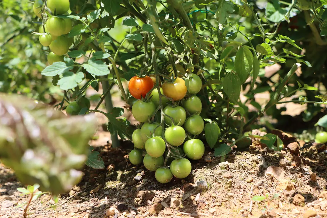 Jeunes plants de tomates repiqués dans des godets remplis de terreau, alignés près d'une fenêtre lumineuse