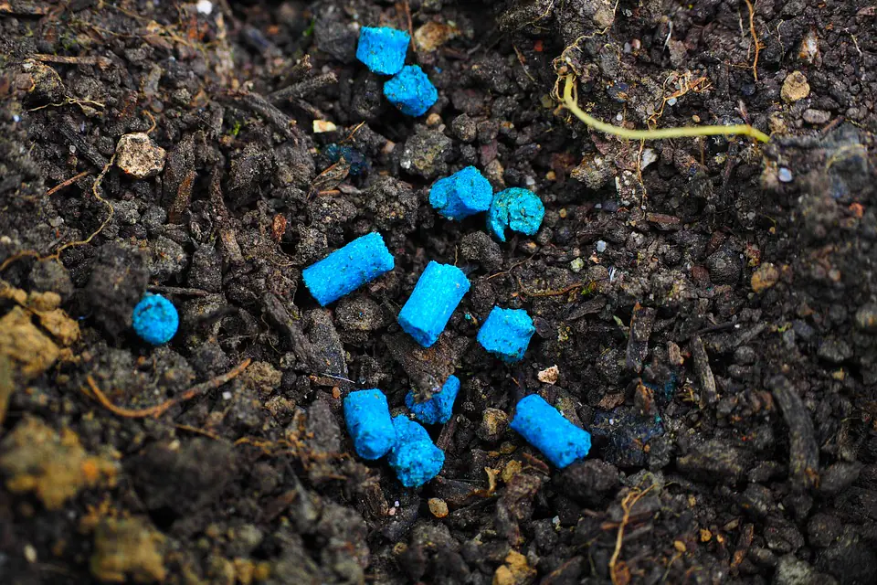 Jardinier appliquant un traitement biologique ciblé sur des feuilles de chou dans un potager français