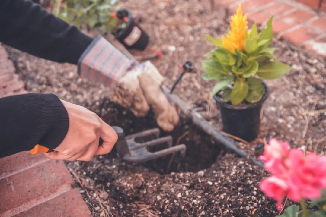 Jardinier arrosant lentement des tomates paillées au pied tandis qu’une pelouse haute jaunit sous la chaleur