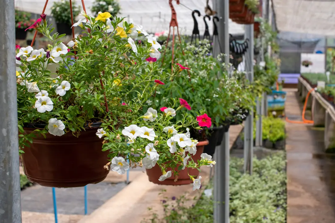 Balcon français ensoleillé avec bacs de tomates cerises, salades et aromatiques en contenants drainés