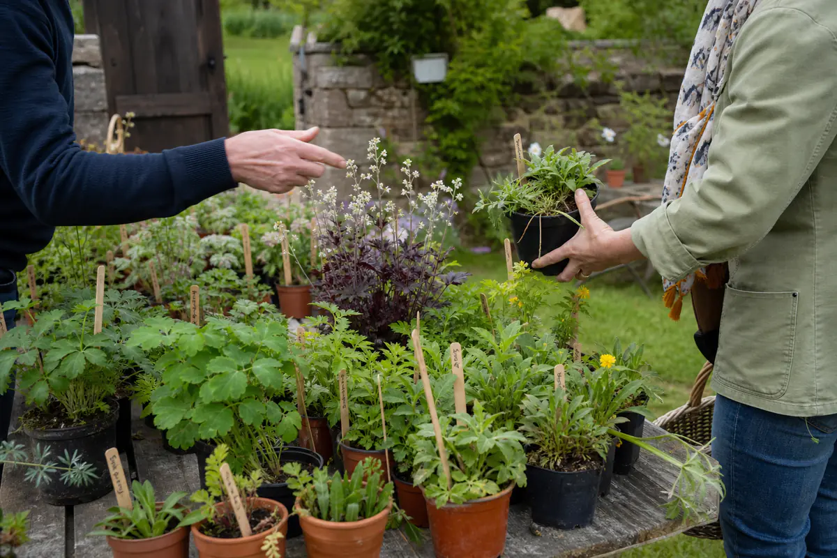 Visiteurs comparant des vivaces en pots lors d’une fête des plantes dans un jardin français ensoleillé