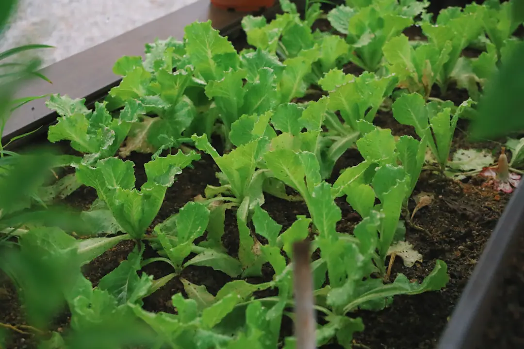 Ferme urbaine sur un toit avec bacs de légumes, fleurs mellifères et jardiniers sous une lumière naturelle