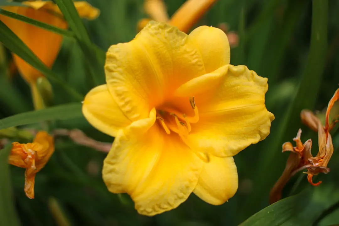Touffe d’hémérocalles orange en fleurs dans un massif de vivaces, éclairée par la lumière douce du matin
