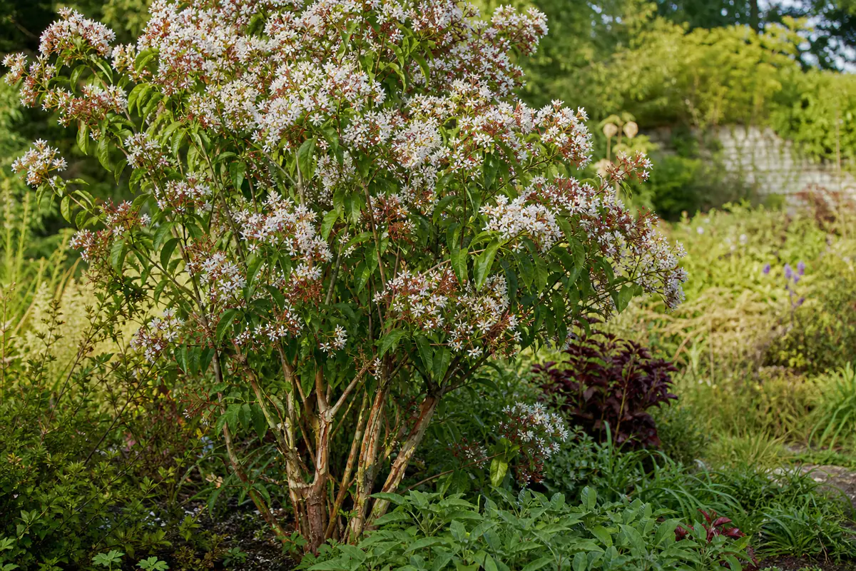 Heptacodium en fleurs blanches et calices rouges dans un jardin français lumineux de fin d’été