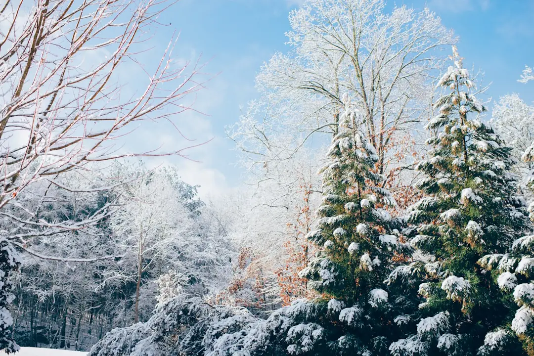 Jardin français sous une neige légère, plantes paillées et arbuste soutenu par un tuteur en bois