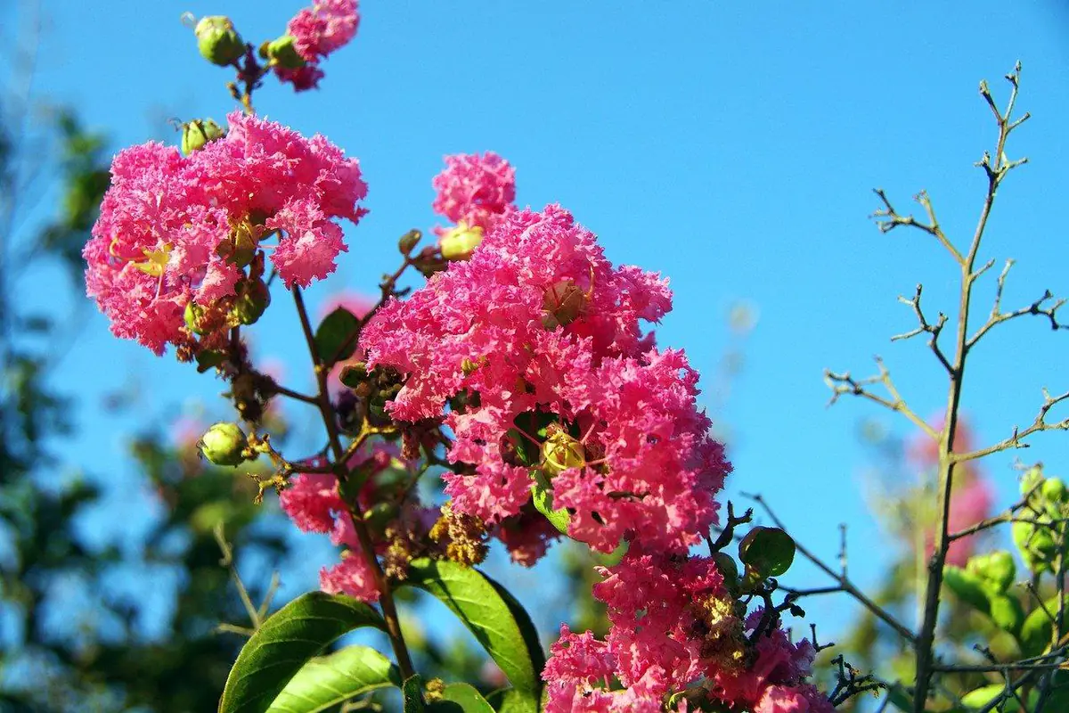 Lilas des Indes rose en pleine floraison au soleil devant un mur clair dans un jardin français