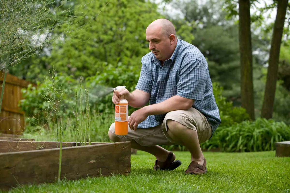 Jeunes choux et salades protégés par un filet fin dans un potager français, avec inspection des feuilles