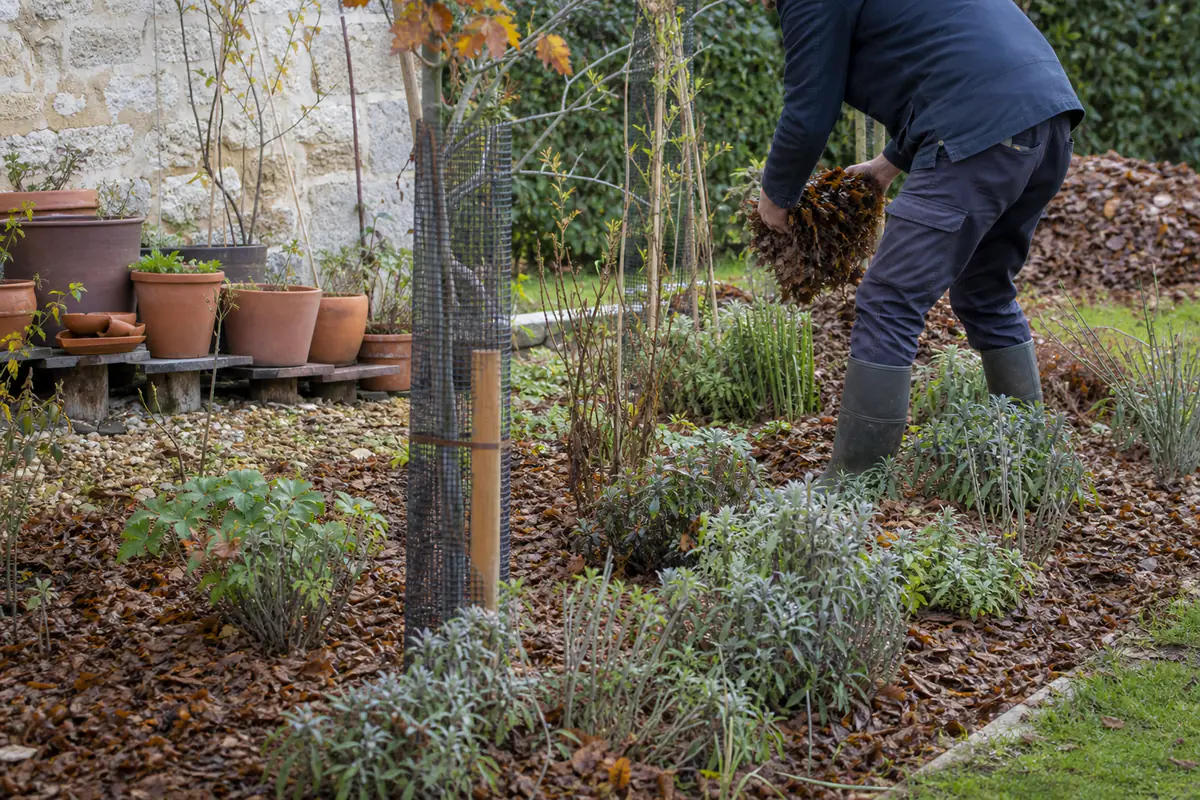 Jardin français en automne avec massifs paillés, pots regroupés et feuilles saines prêtes à être compostées