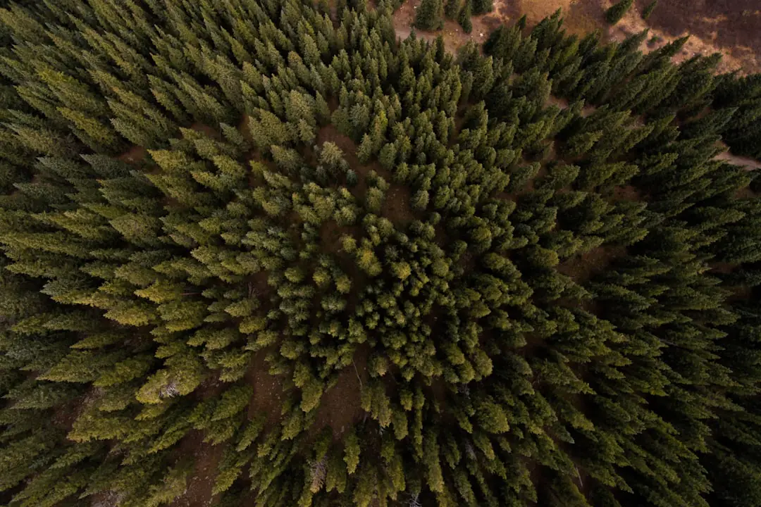 Habitants plantant de jeunes arbres fruitiers paillés dans un verger collectif au soleil de printemps
