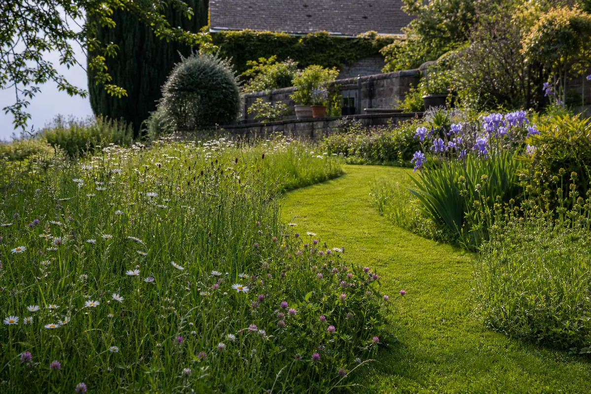 Pelouse de jardin français laissée haute en mai, bordée d’une allée tondue et de fleurs sauvages