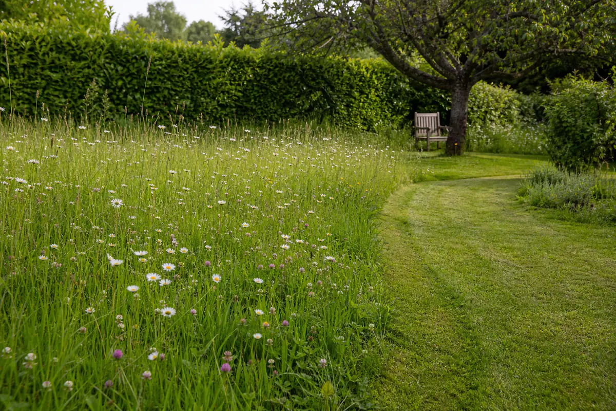 Pelouse de jardin français en mai avec pâquerettes, herbe haute préservée et chemin fraîchement tondu au soleil.